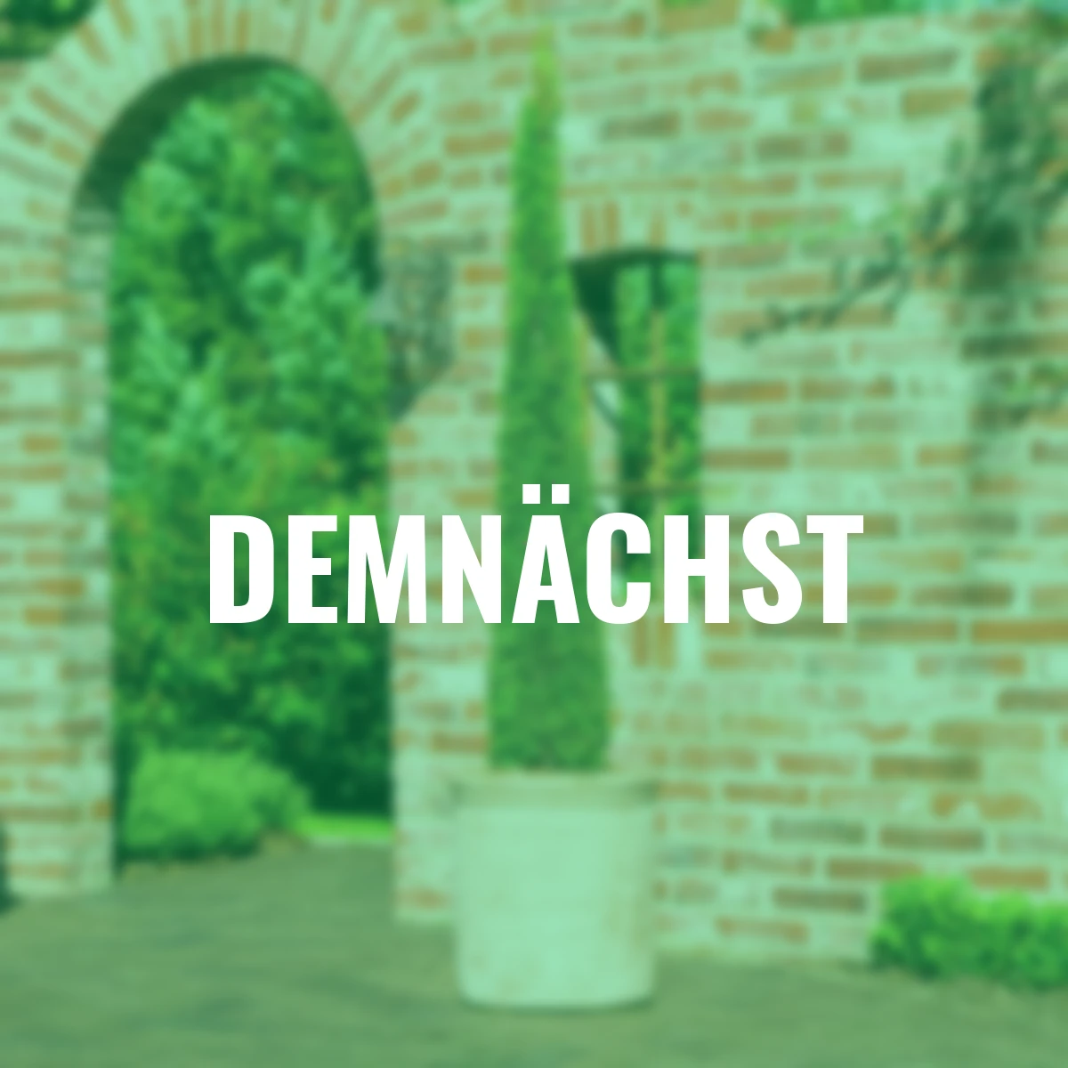 Lebensbaum Smaragd Torwächter