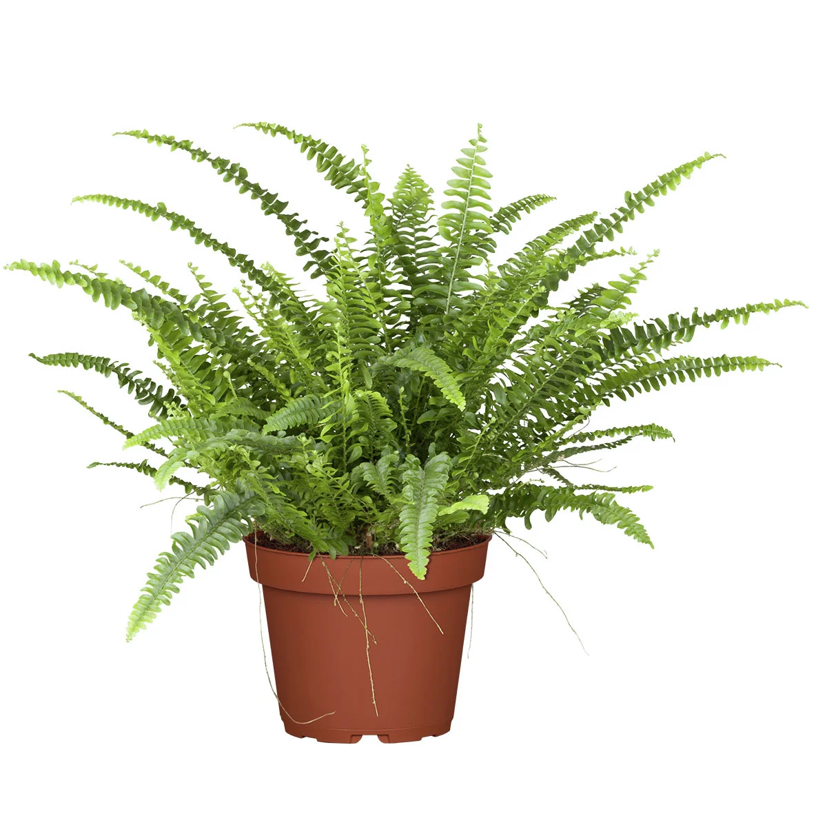 Schwertfarn, Höhe ca. 30-40 cm