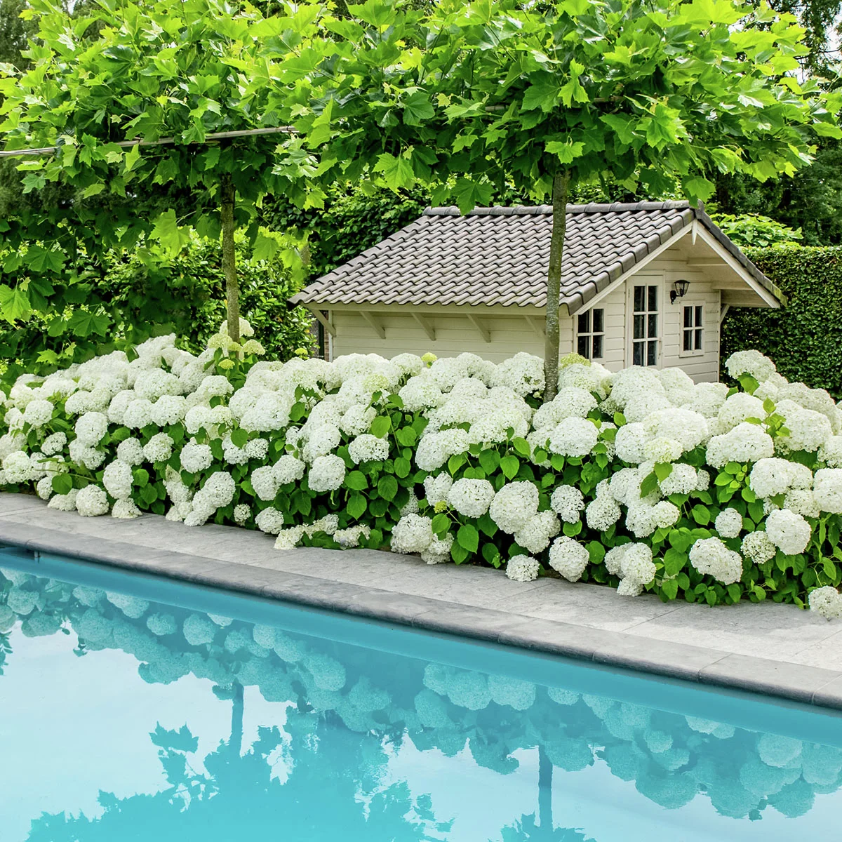 Schneeballhortensie Strong Annabelle®