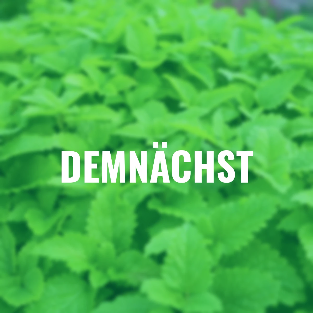 Kräuterpflanze Zitronenmelisse Relax