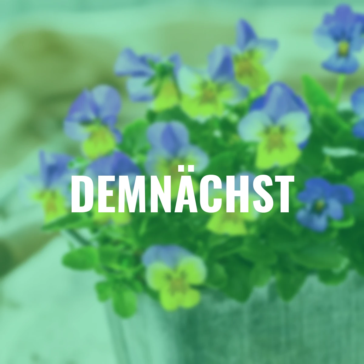 Mini-Hornveilchen Ice Babies® Blue with Yellow