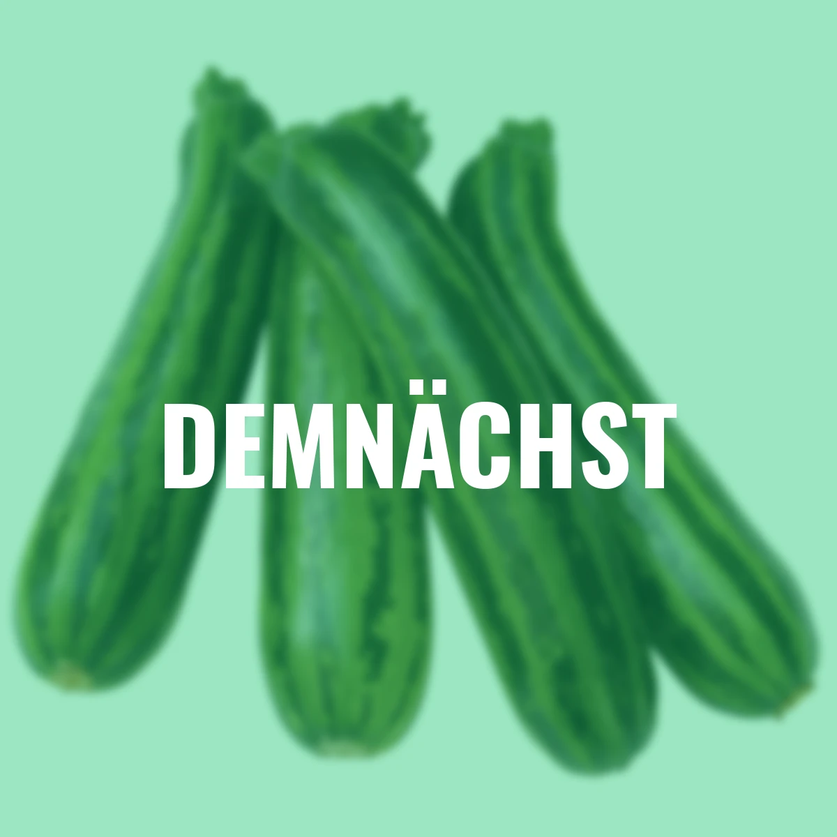 Saatgut-Holzbox Hochbeet, 8 Saatgut-Sorten