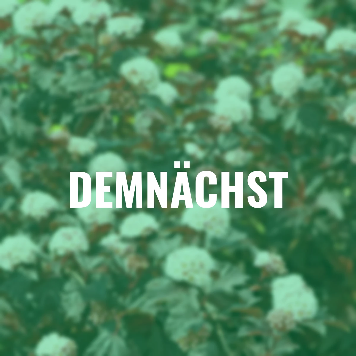 Fasanenspiere Lady in Red