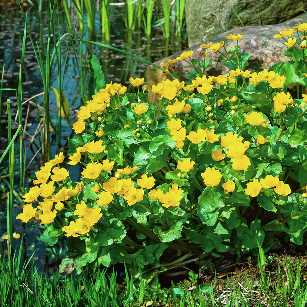 Gelbe Sumpfdotterblume