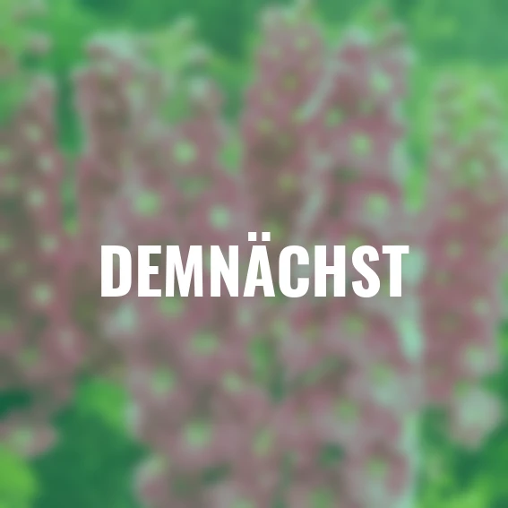 Rittersporn Rosy Future