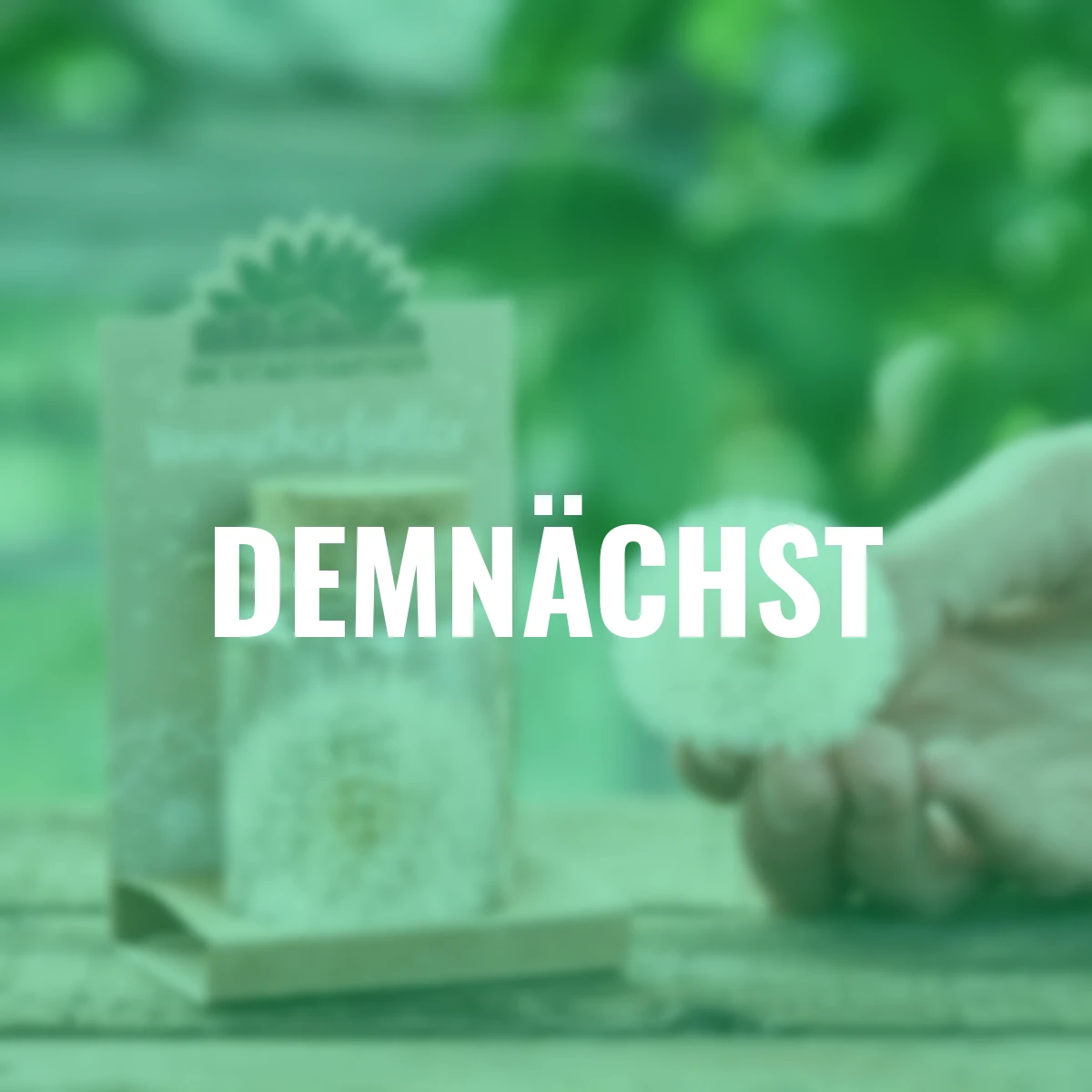 Wunscherfüller Pusteblume