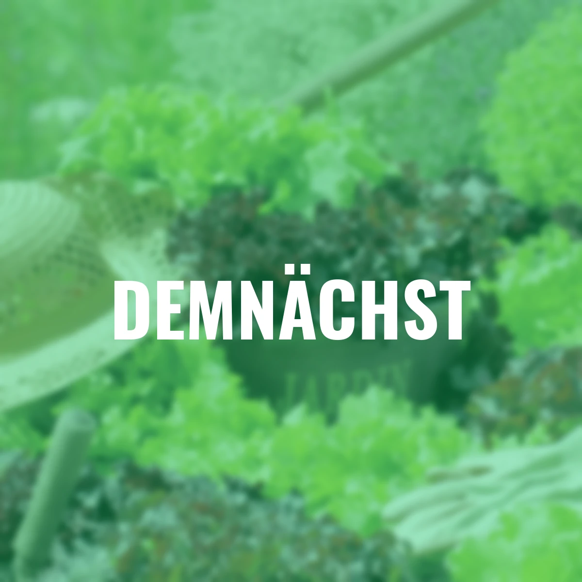 Saatgut-Holzbox Salatvielfalt, 7 Saatgut-Sorten