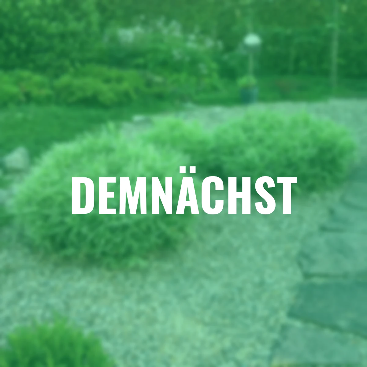 Zwergbambus Variegatus 