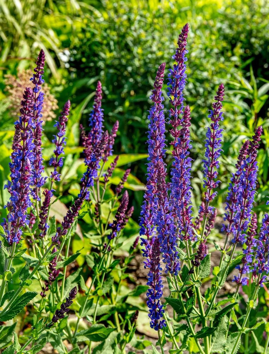 Blüten Salbei Blaukönigin