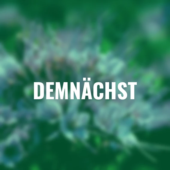 Bodenkur Phacelia, 400 g