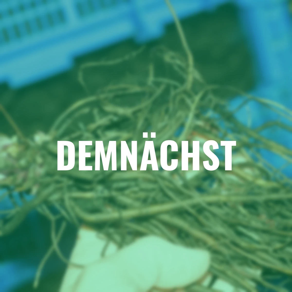 Kaukasus-Vergissmeinnicht Jack Frost®