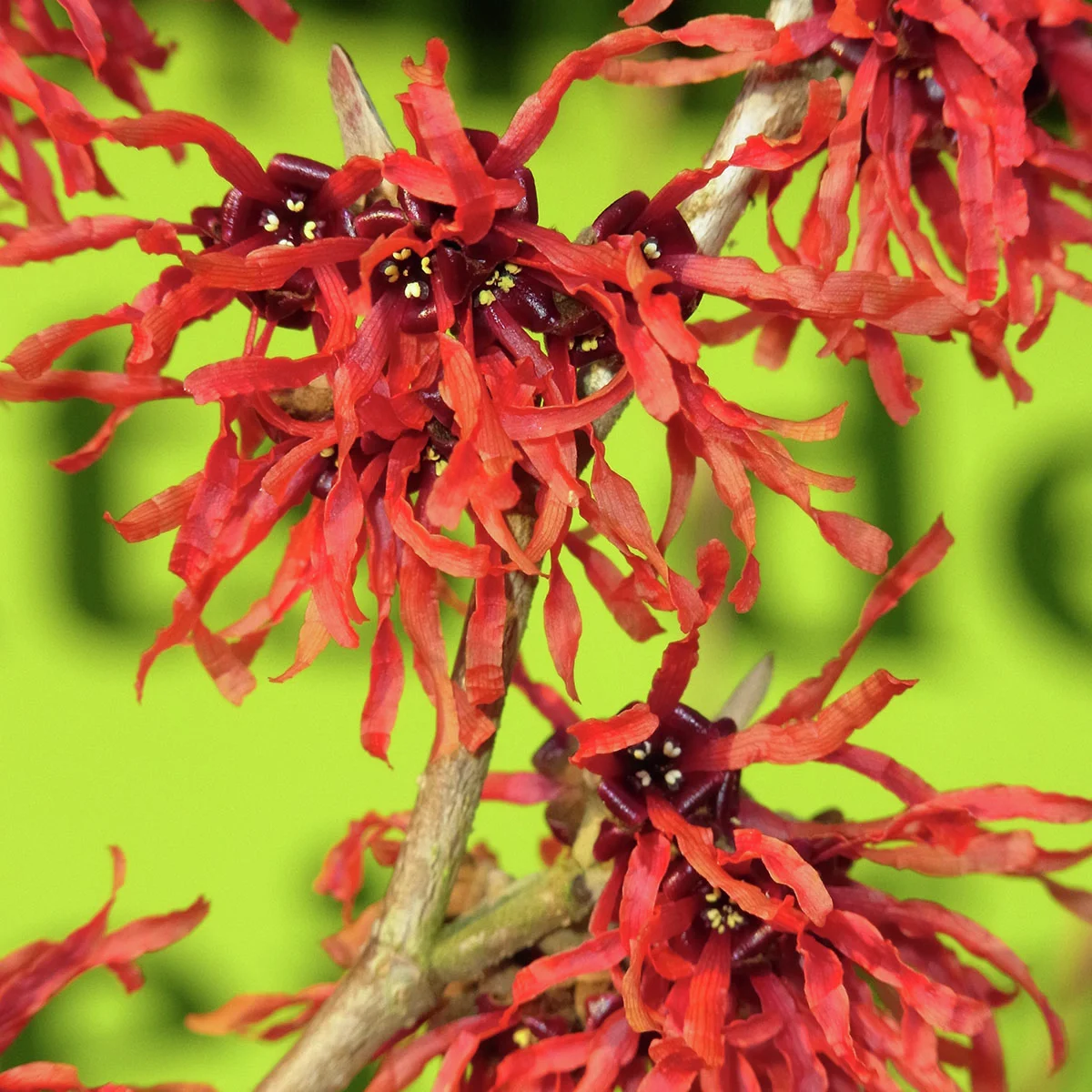 Zaubernuss Feuerzauber, rot