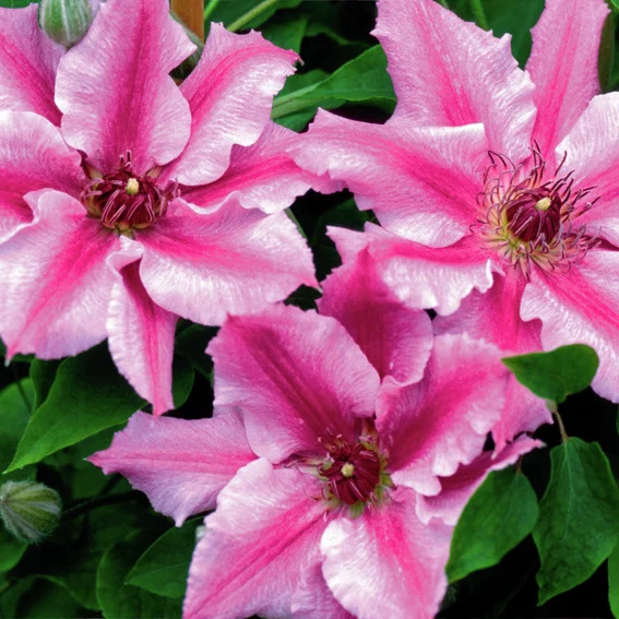 Clematis Ooh La La(TM) BOULEVARD(R)