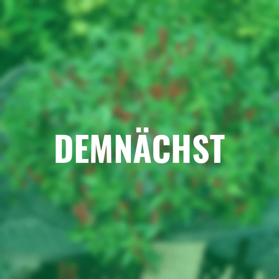 Chili-Paprikasamen Spicy Jane F1