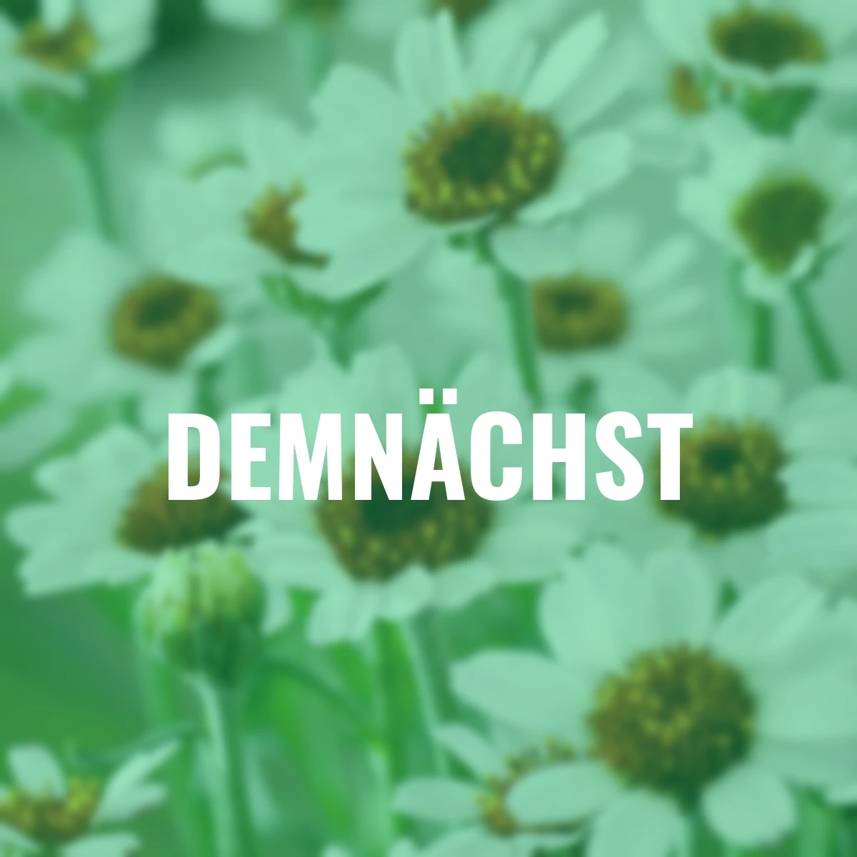 Marokkanische Margerite, weiß