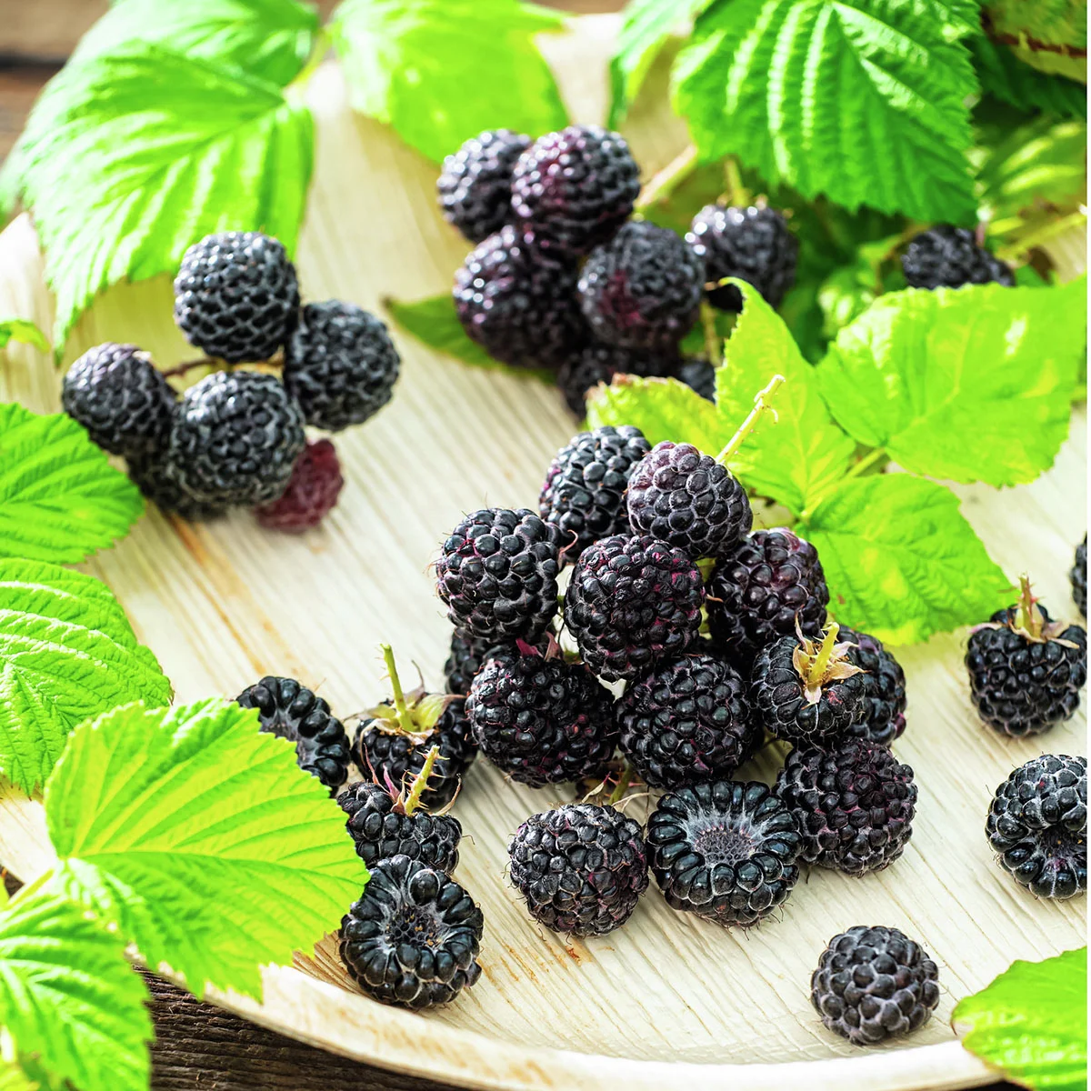 Himbeere Black Jewel