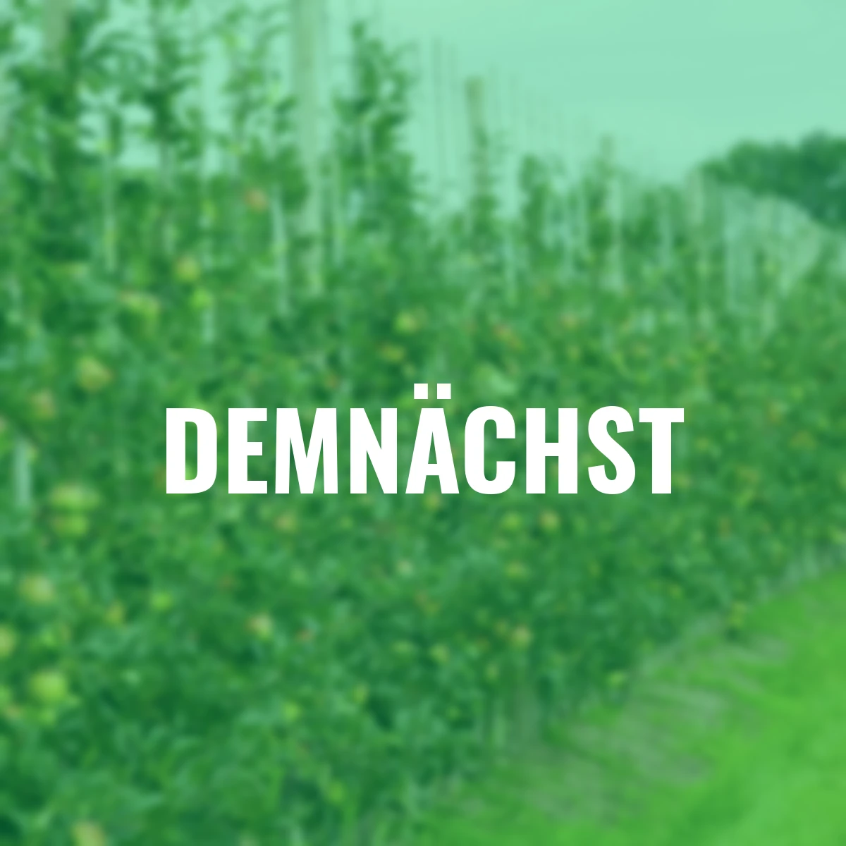 Säulen-Apfel Redcats®