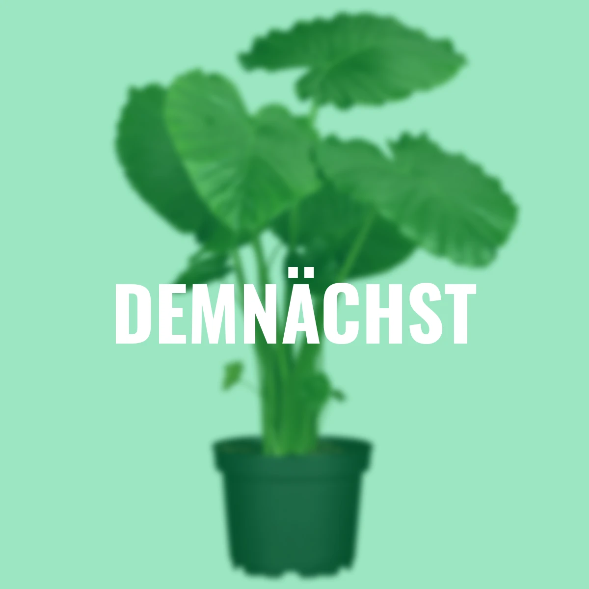 Elefantenohr, Höhe im ca. 60-70 cm