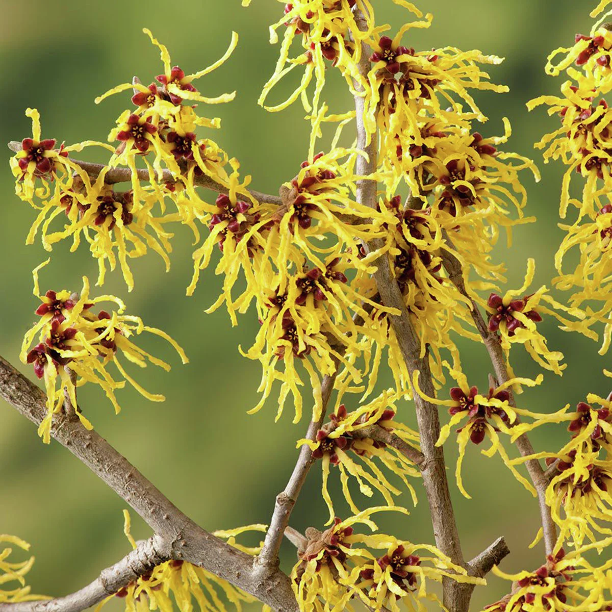 Zaubernuss Westerstede, gelb