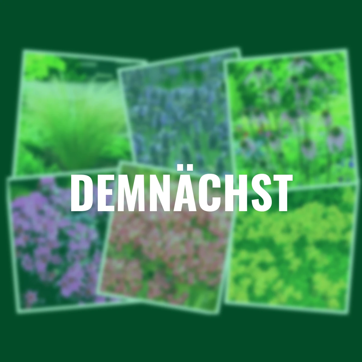 Stauden-Set Trocken-Mix