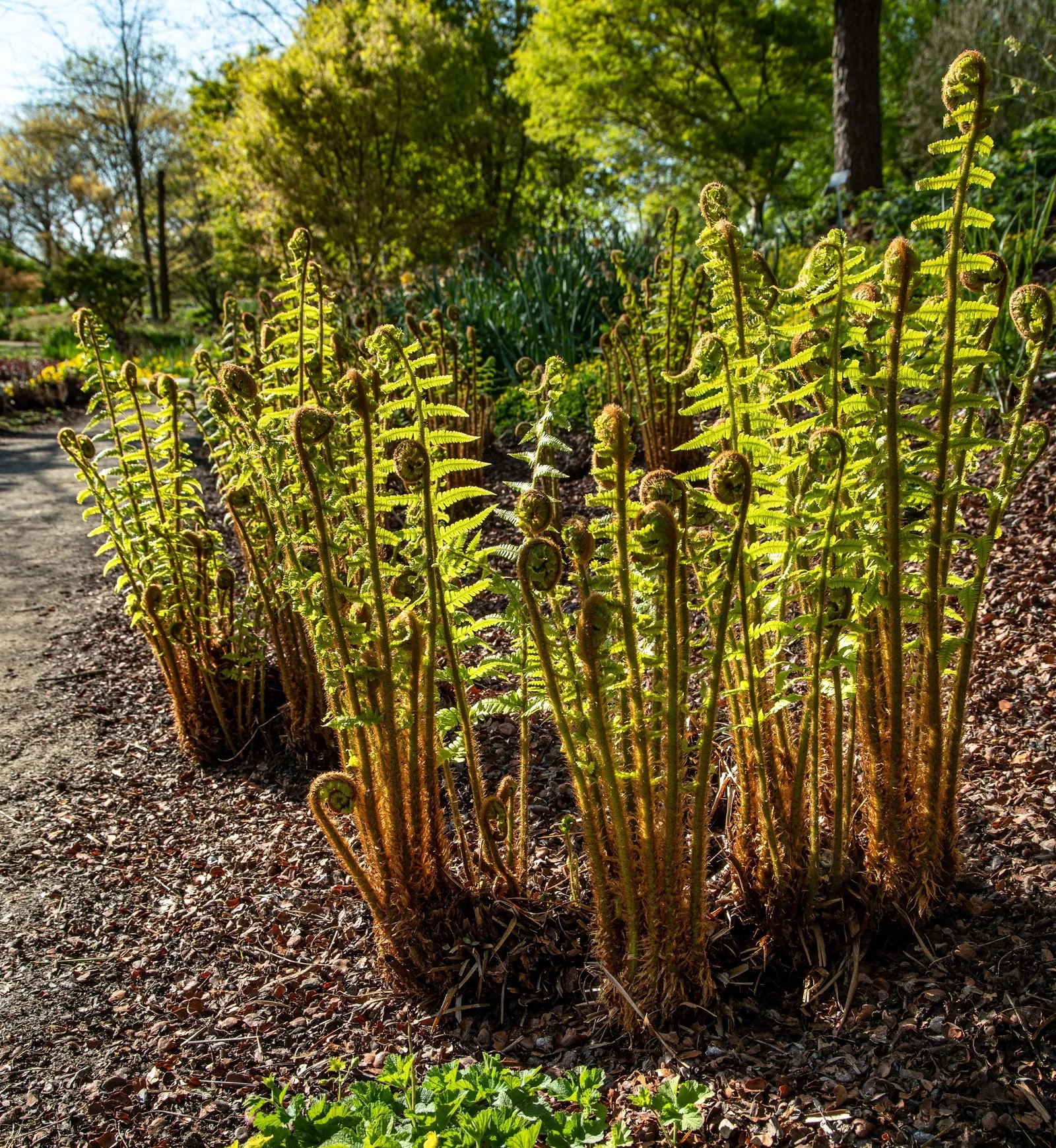 Europäischer Urfarn (Straussenfarn)