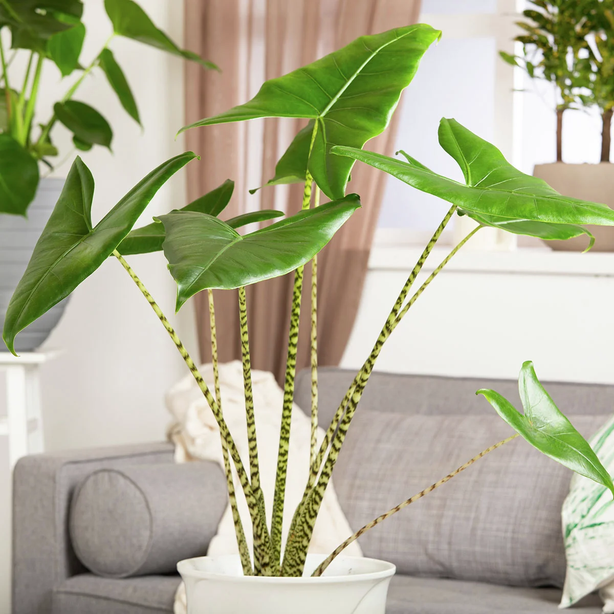 Elefantenohr Zebrina, im ca. 24 cm-Topf