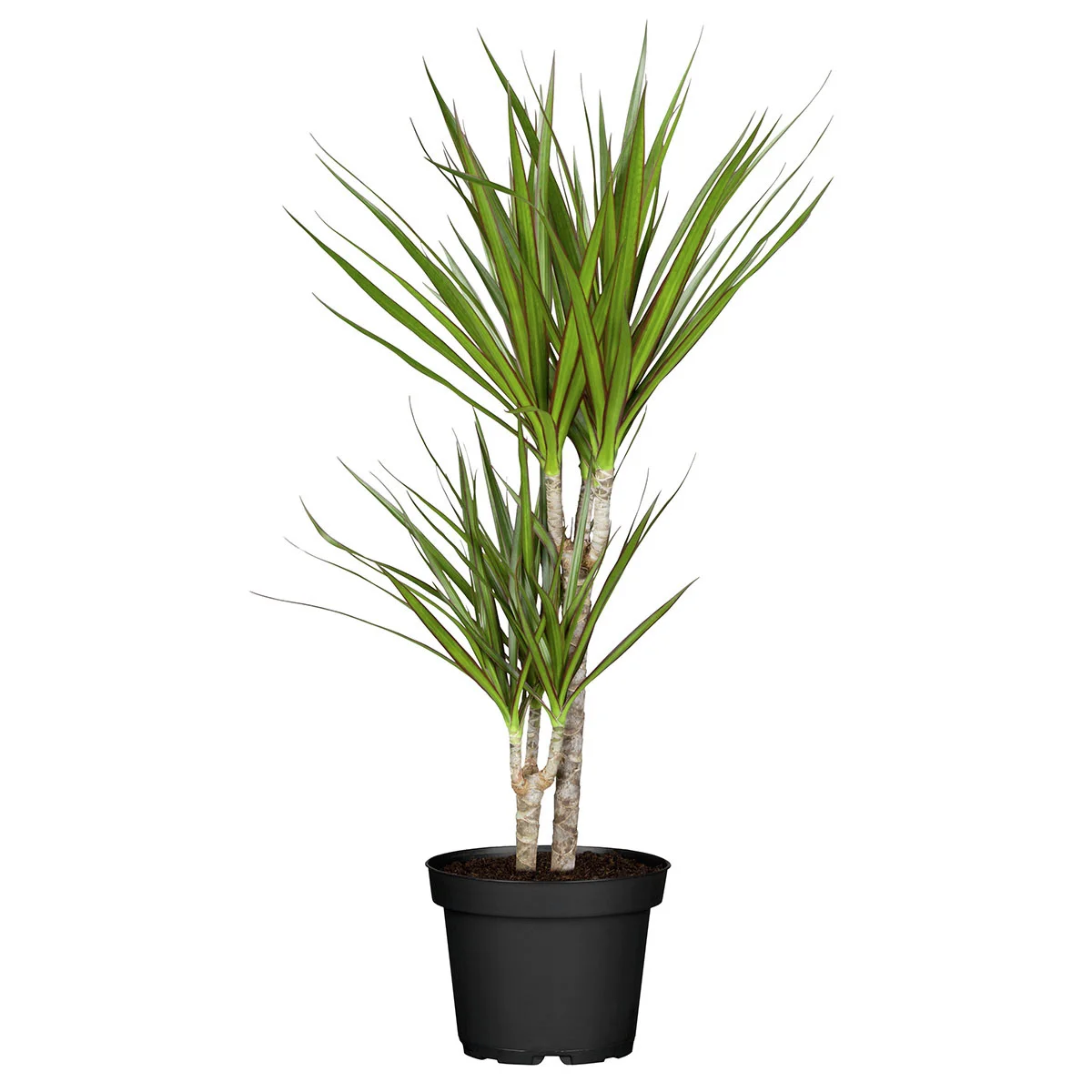 Drachenbaum Marginata, 2er Tuff, im ca. 14 cm-Topf