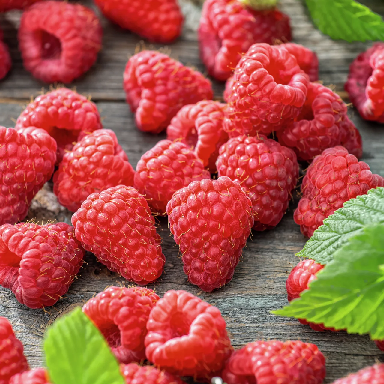 Himbeere Aroma Queen®