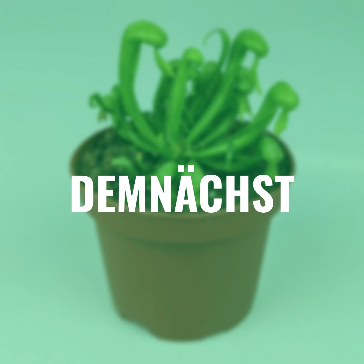 Kobralilie, Höhe ca. 12-15 cm