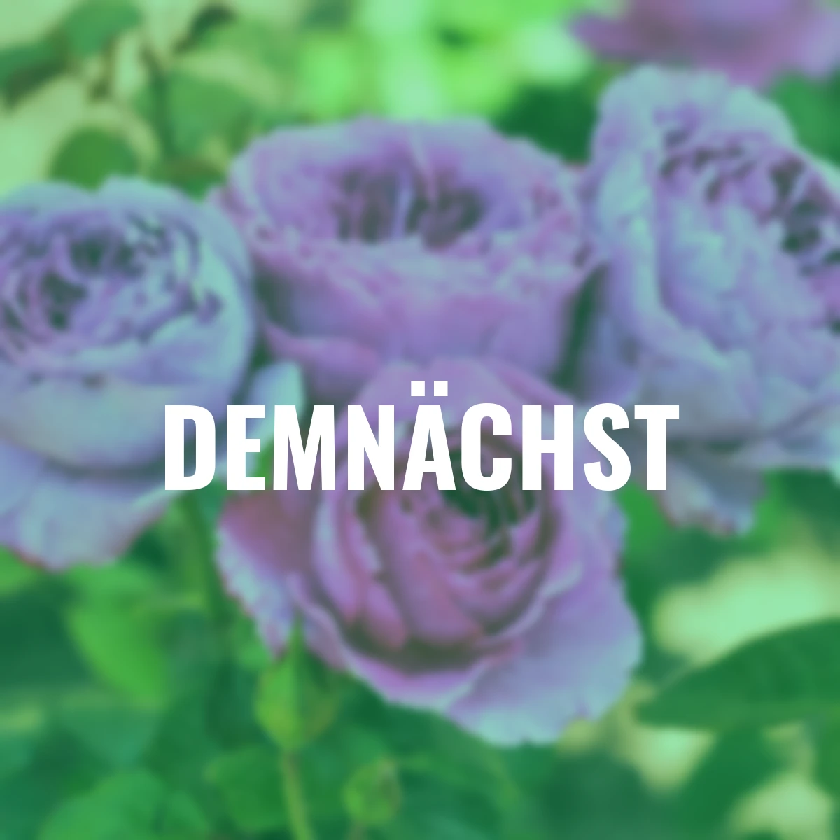 Sense of Love®-Duftrose Adore Aroma™