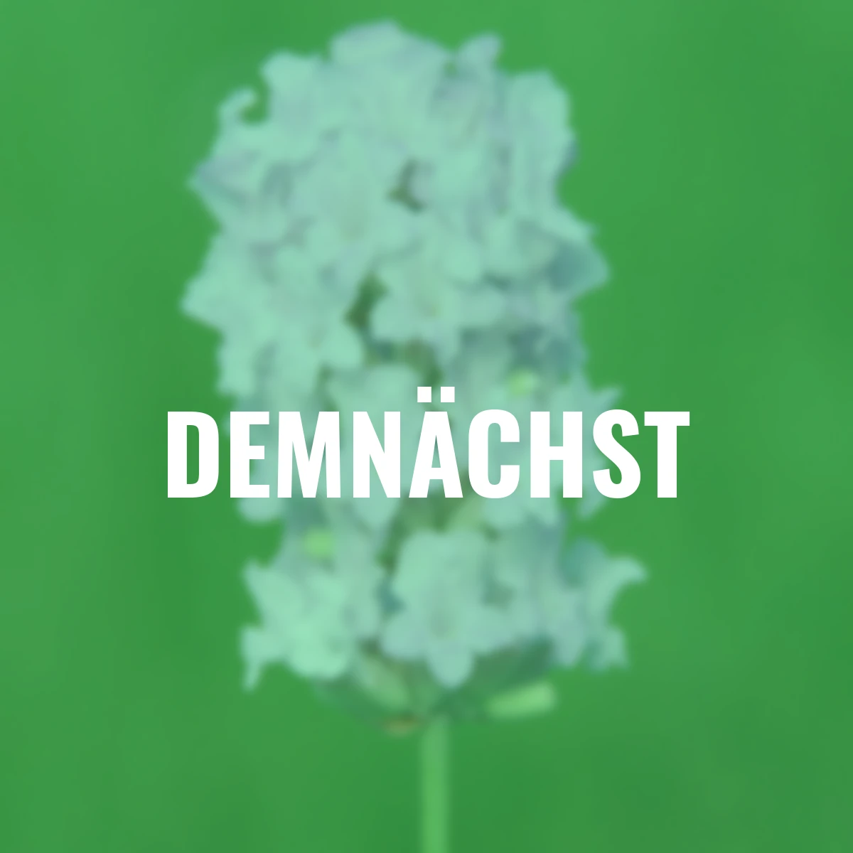 Englischer Lavendel Lady Ann