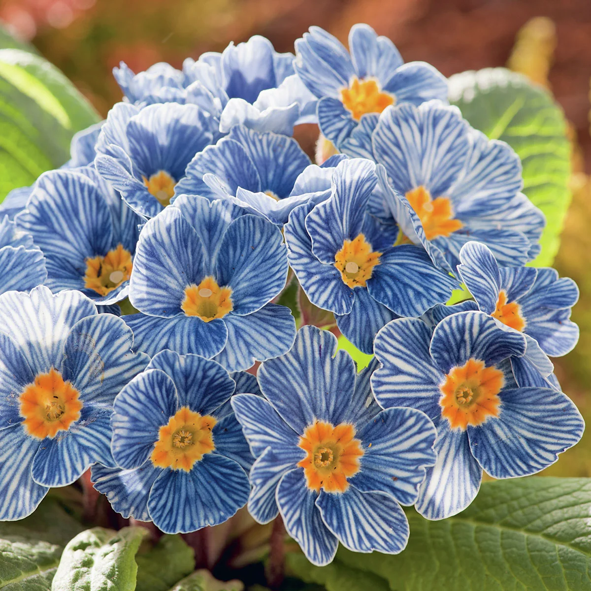 Ozean-Primel Nautilus® Blue Vein