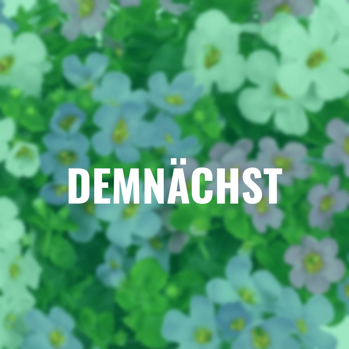 Trio-Schneeflockenblume, weiß-rosa-blau