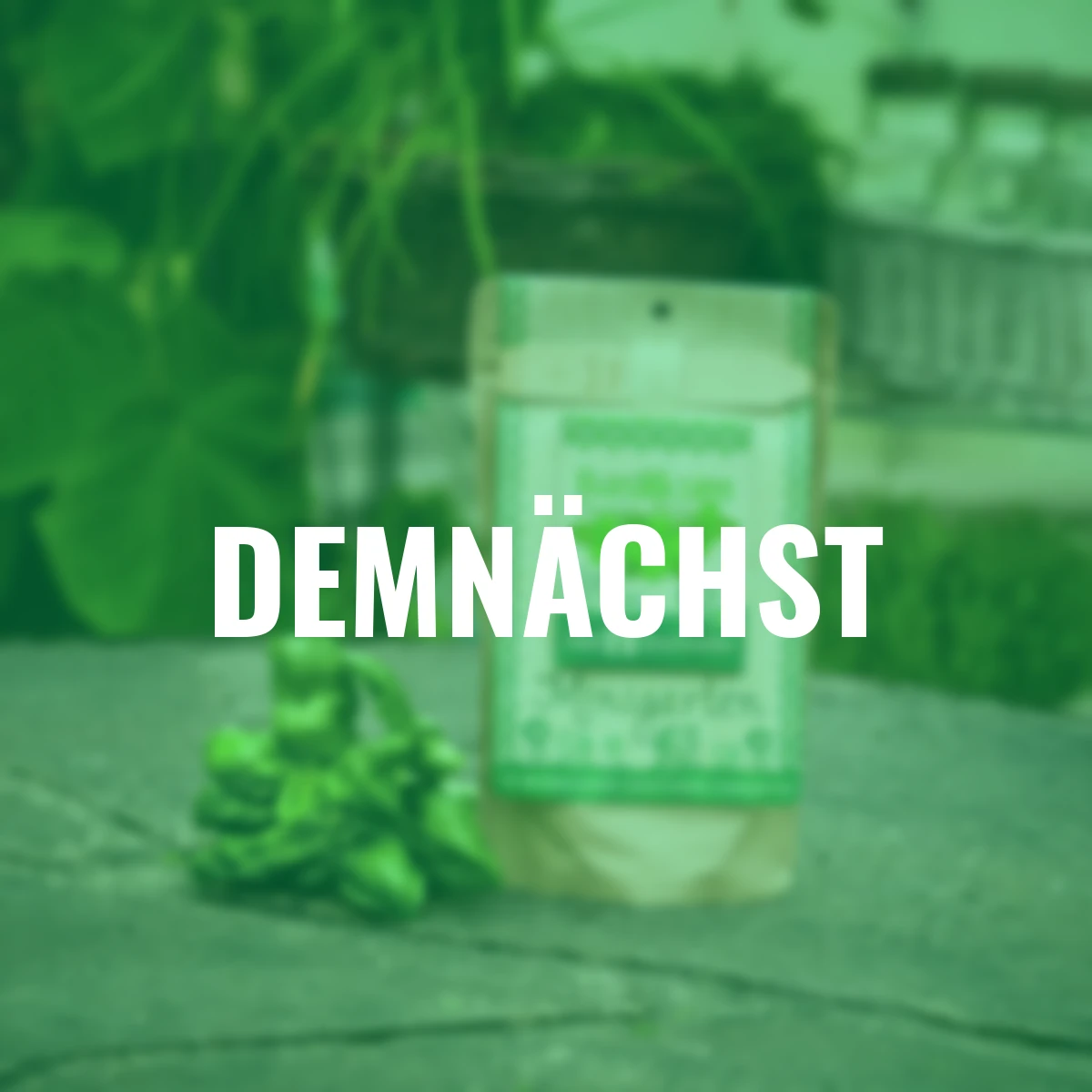 Minigarten - Basilikum - BIO