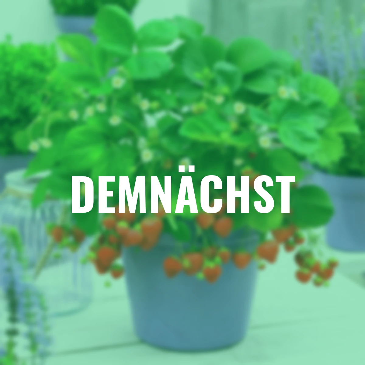 Fridulin-Erdbeere Terralin