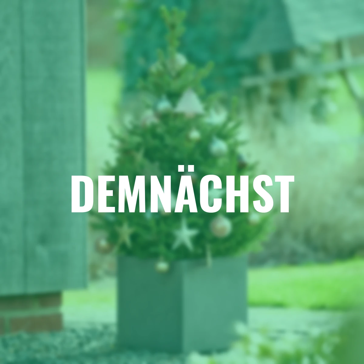 Zwergfichte Little Santa®