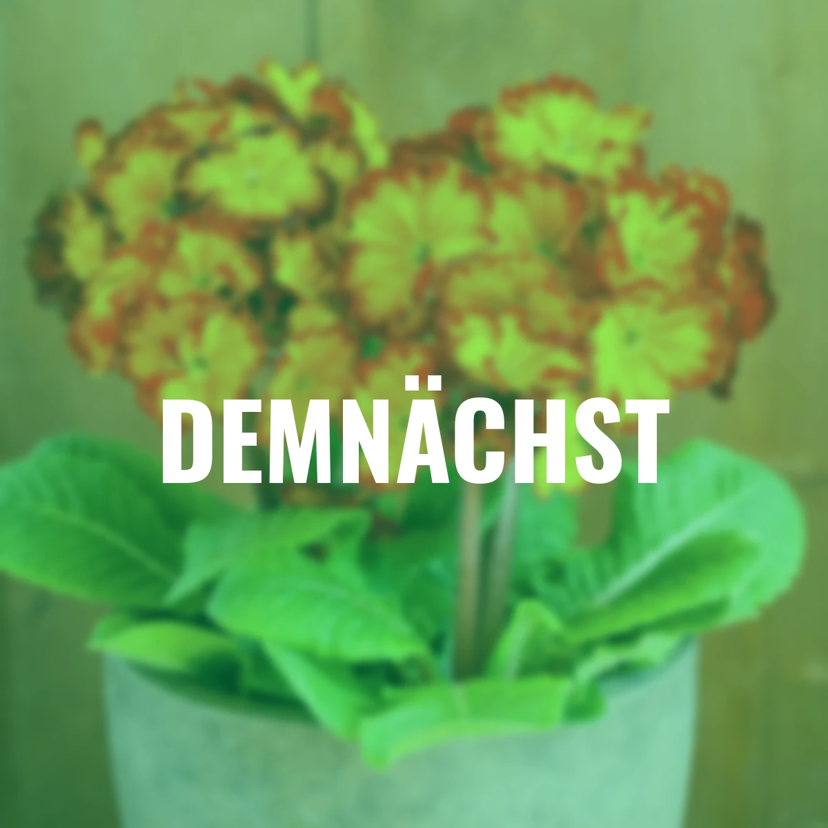 Stängel-Primel Inara® Flame