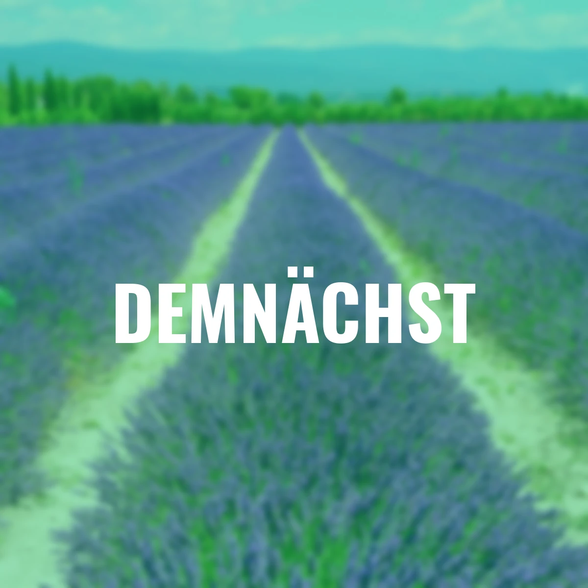 Lavendel Der Klassiker, im ca. 9 cm-Topf