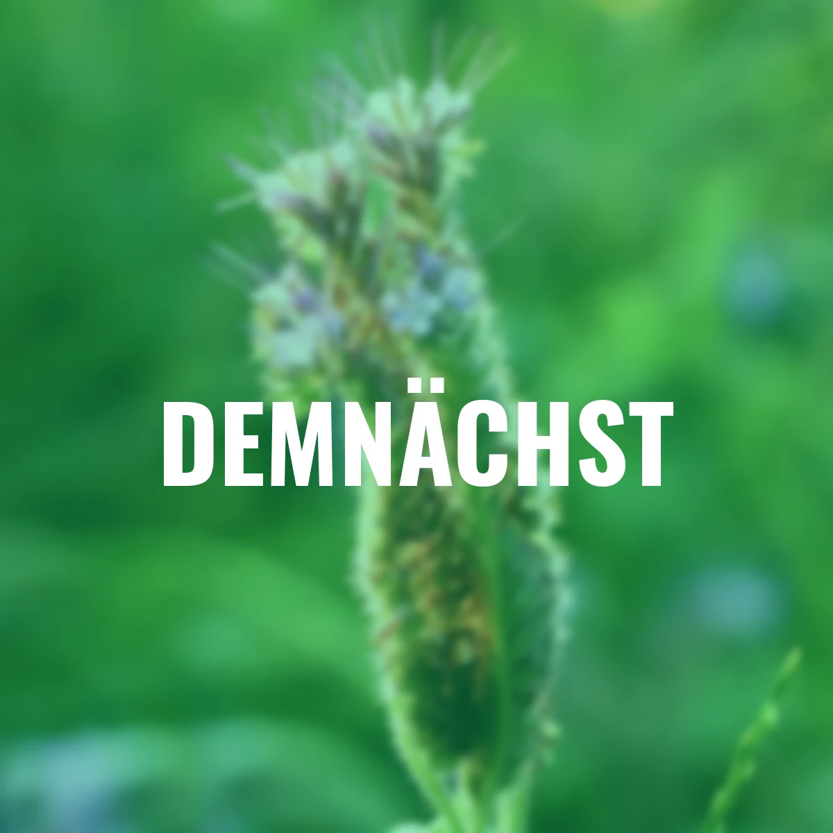 Bodenkur Phacelia, 400 g