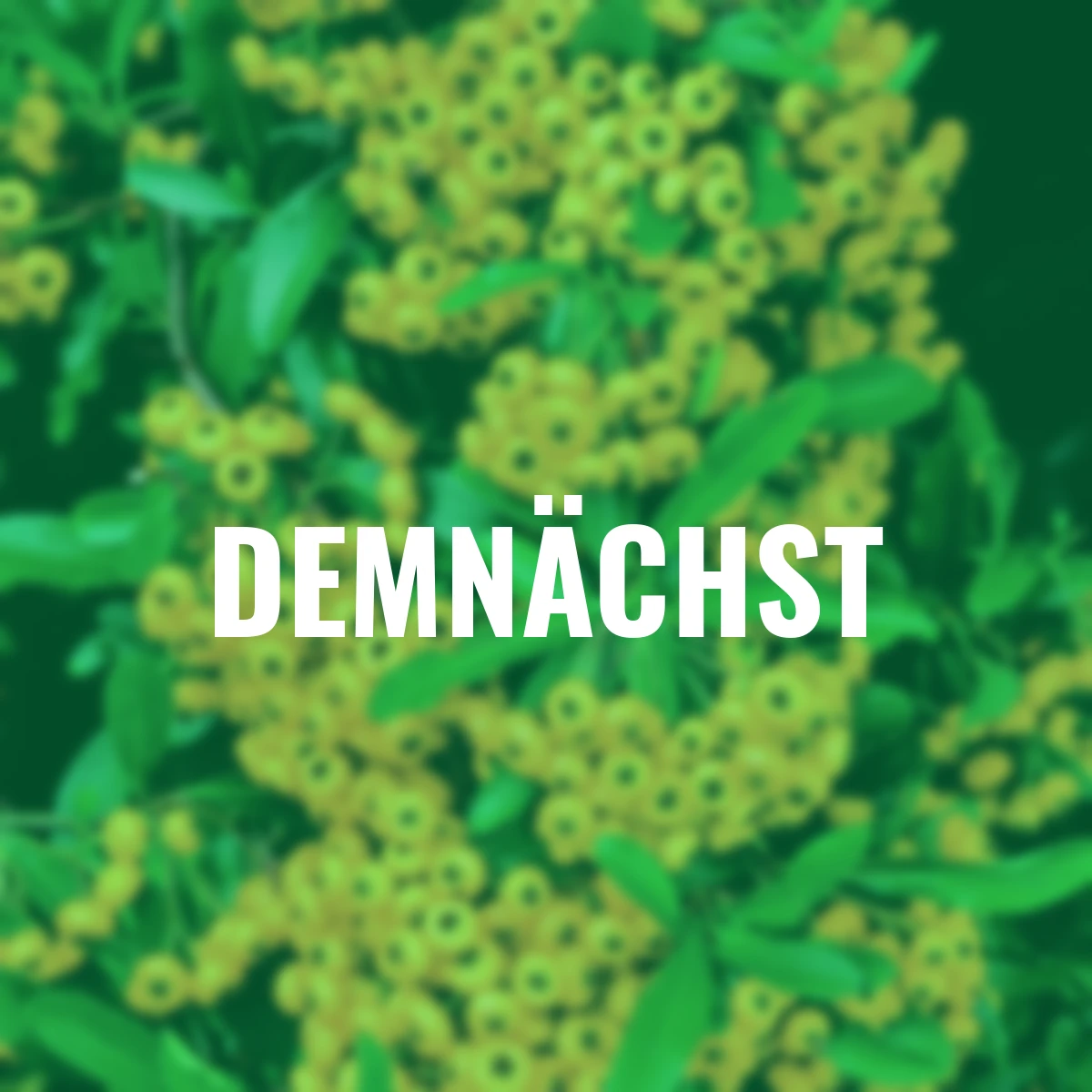 Ziergehölz-Set Bunte Feuerdorn-Hecke Venecia