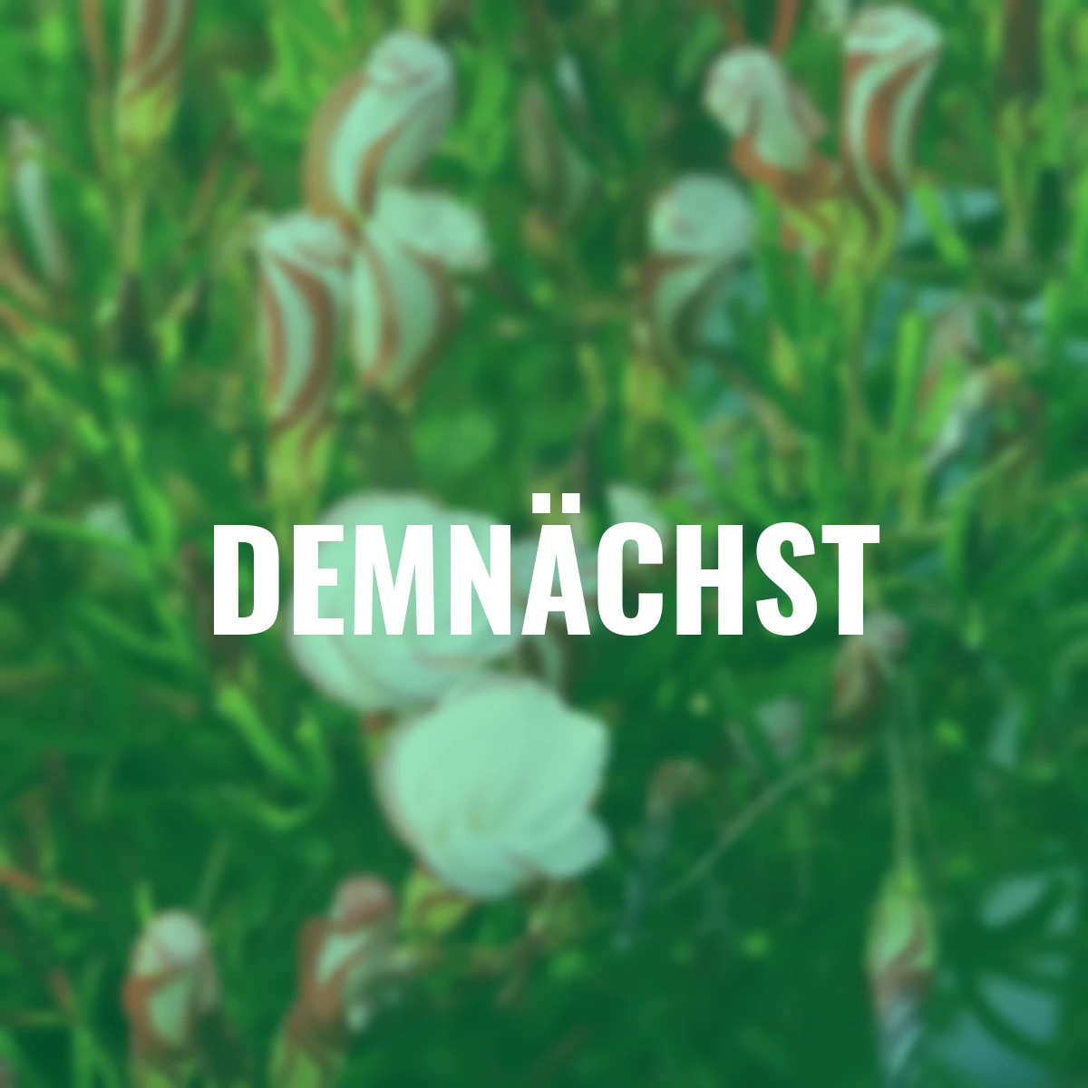 Südafrikanischer Zierklee