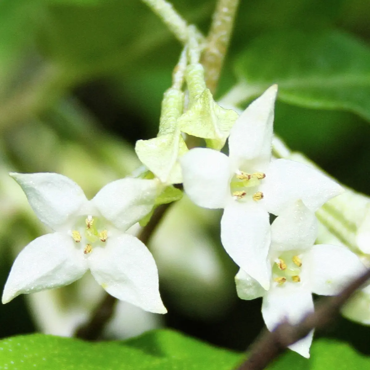 Wintergrüne Ölweide