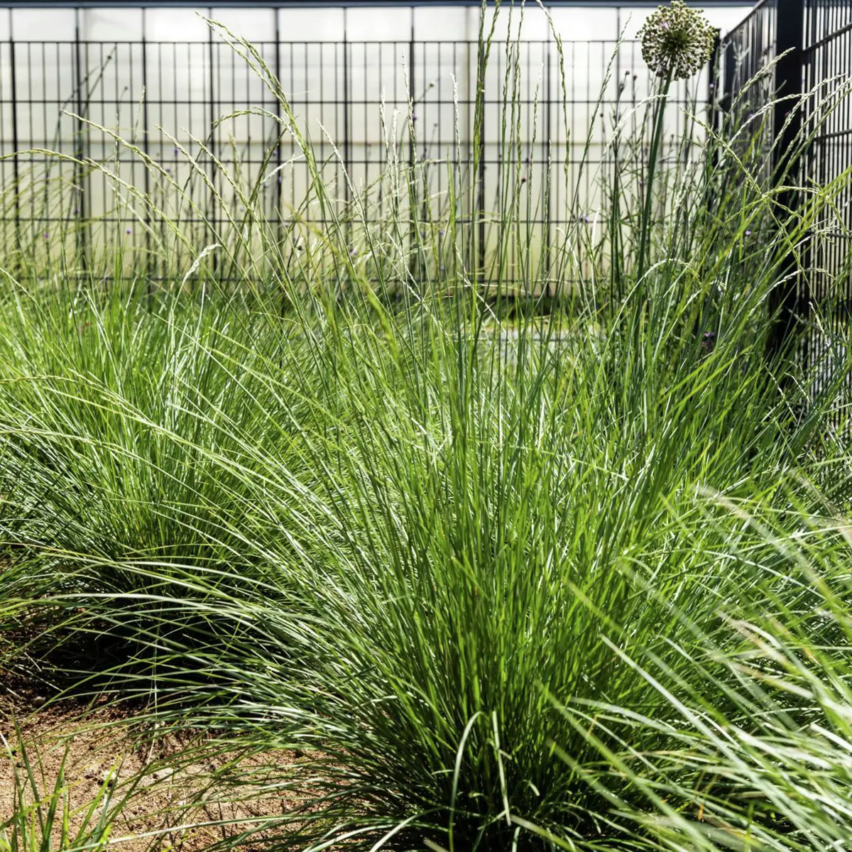 Bodendeckergras Atlas-Schwingel