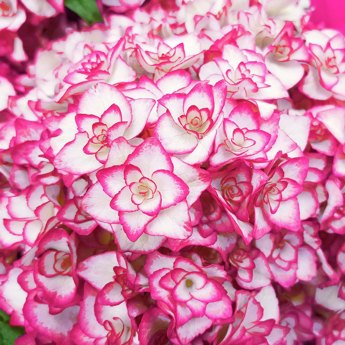 Garten-Hortensie Miss Saori, rosa