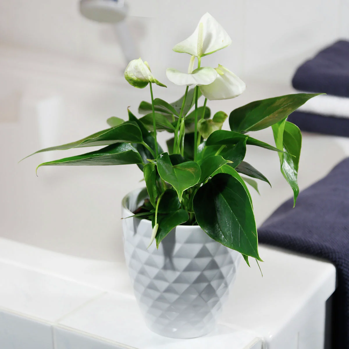 Weiße Flamingoblume, Höhe ca. 30-40 cm