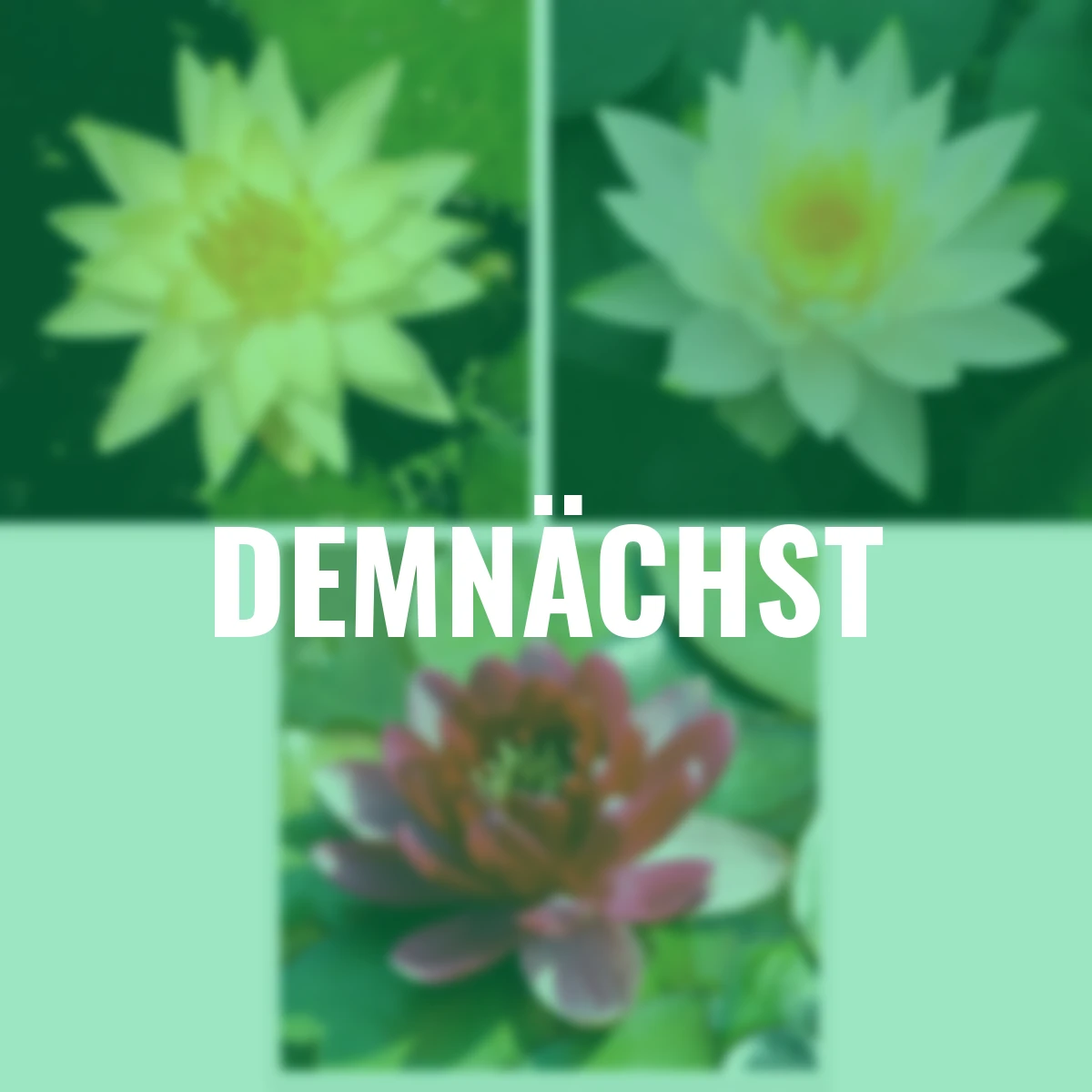 Wasserpflanzen-Set Seerosen, weiß-rot-gelb