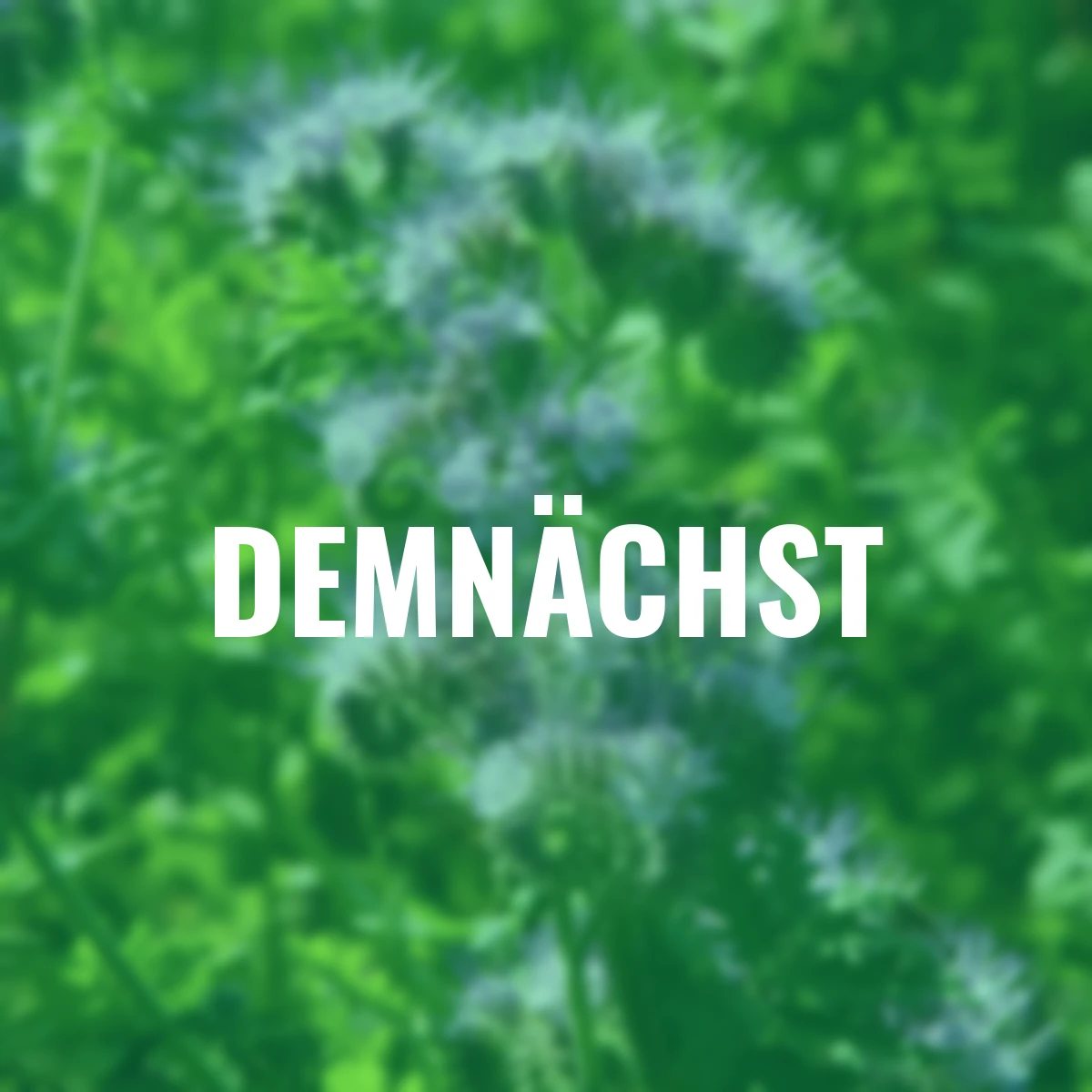 Bodenkur Phacelia, 400 g