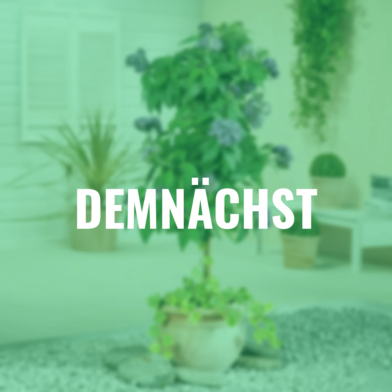 Vanilleblume Stämmchen, violett, Höhe ca. 75 cm