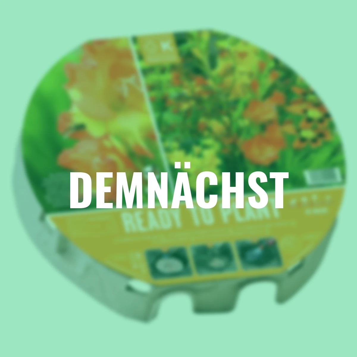 Pflanz-Tray Wildblumen, 38 cm