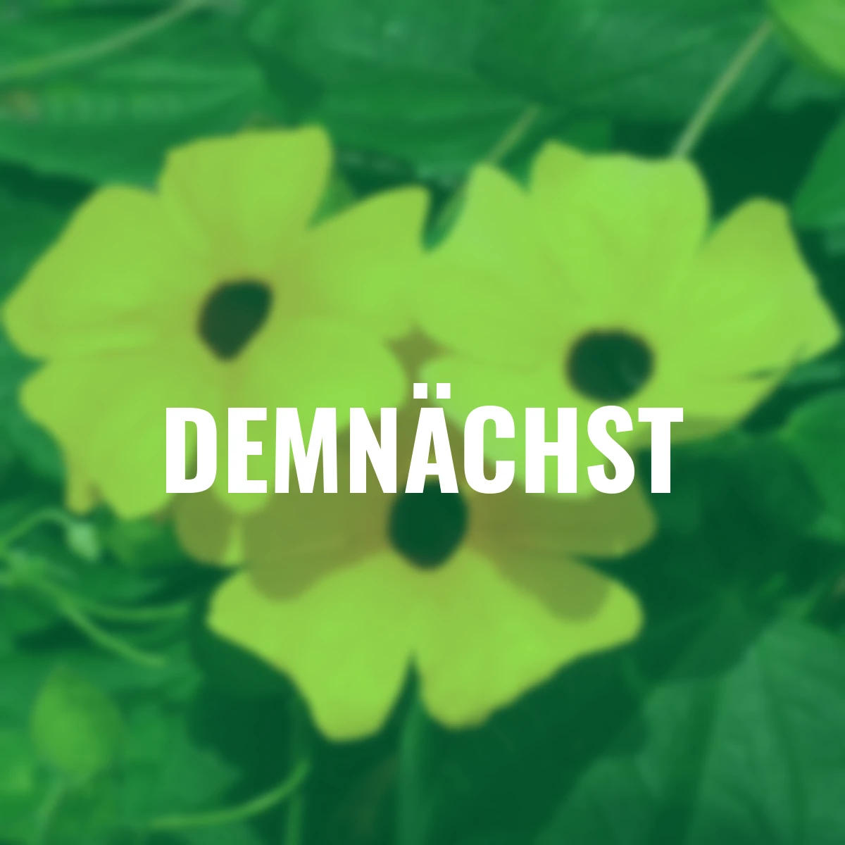 Schwarzäugige Susanne, gelb ca. 17 cm-Topf